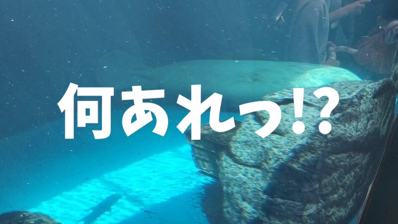 【家族旅行】鳥羽水族館を満喫♪スノードーム作りにも挑戦！【三重県におでかけ】　マナティー