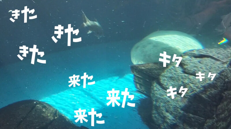 【家族旅行】鳥羽水族館を満喫♪スノードーム作りにも挑戦！【三重県におでかけ】　マナティー