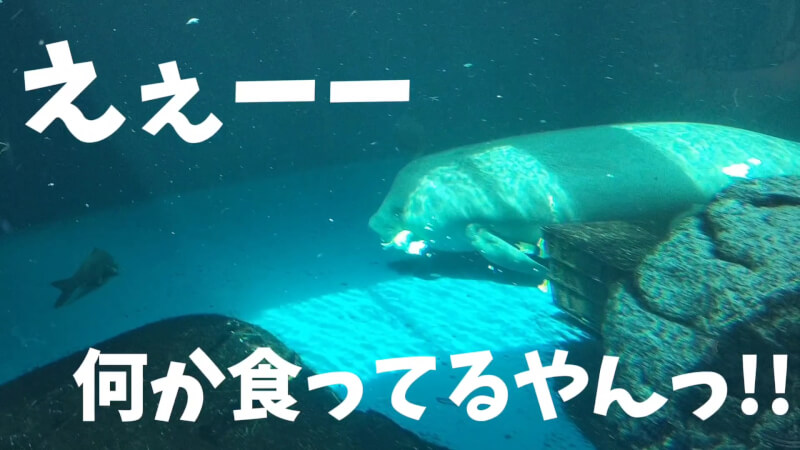 【家族旅行】鳥羽水族館を満喫♪スノードーム作りにも挑戦！【三重県におでかけ】　マナティー