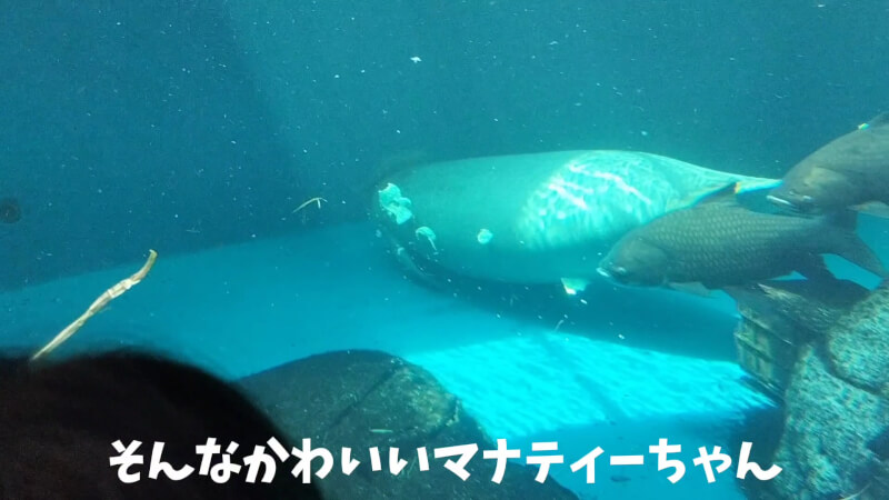 【家族旅行】鳥羽水族館を満喫♪スノードーム作りにも挑戦！【三重県におでかけ】　マナティー