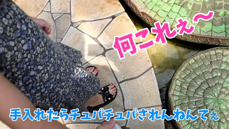 【家族旅行】鳥羽水族館を満喫♪スノードーム作りにも挑戦！【三重県におでかけ】　ドクターフィッシュ