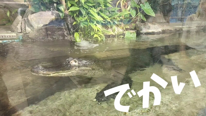 【家族旅行】鳥羽水族館を満喫♪スノードーム作りにも挑戦！【三重県におでかけ】　ワニ