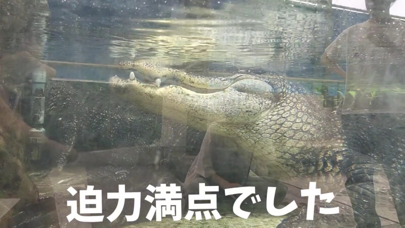 【家族旅行】鳥羽水族館を満喫♪スノードーム作りにも挑戦！【三重県におでかけ】　ワニ