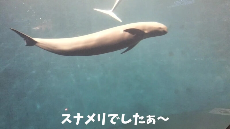 【家族旅行】鳥羽水族館を満喫♪スノードーム作りにも挑戦！【三重県におでかけ】　スナメリ