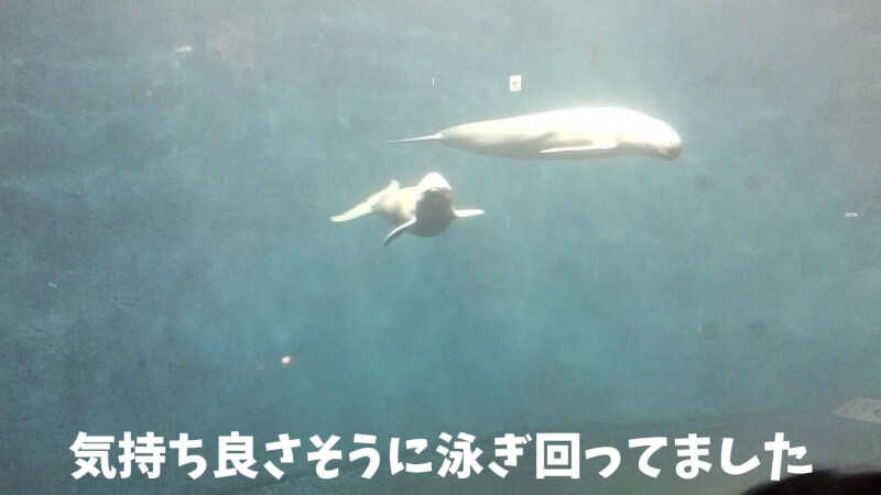 【家族旅行】鳥羽水族館を満喫♪スノードーム作りにも挑戦！【三重県におでかけ】　スナメリ