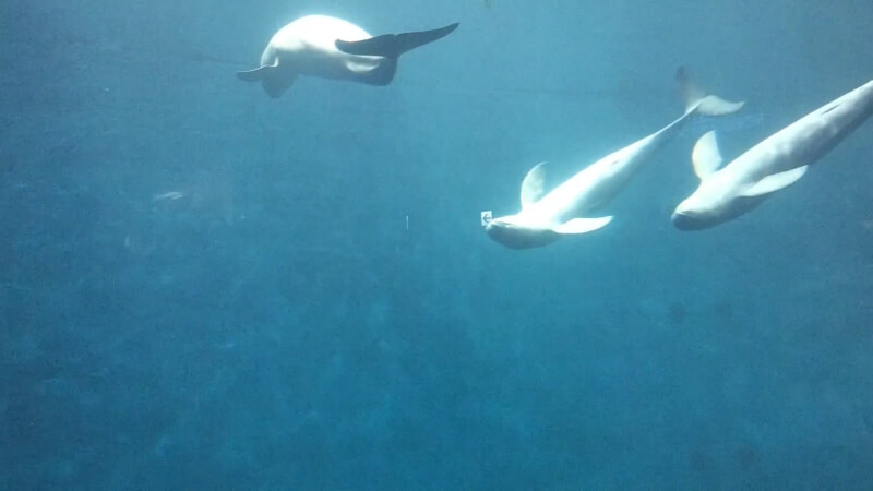 【家族旅行】鳥羽水族館を満喫♪スノードーム作りにも挑戦！【三重県におでかけ】　スナメリ