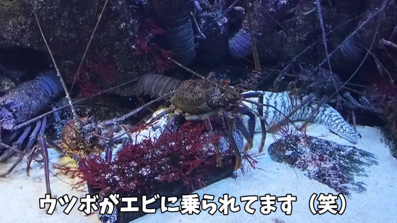 【家族旅行】鳥羽水族館を満喫♪スノードーム作りにも挑戦！【三重県におでかけ】　ウツボ　伊勢エビ