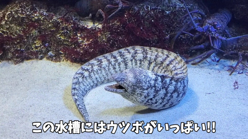 【家族旅行】鳥羽水族館を満喫♪スノードーム作りにも挑戦！【三重県におでかけ】　ウツボ