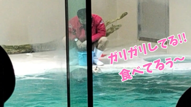 【家族旅行】鳥羽水族館を満喫♪スノードーム作りにも挑戦！【三重県におでかけ】　ラッコの餌やり