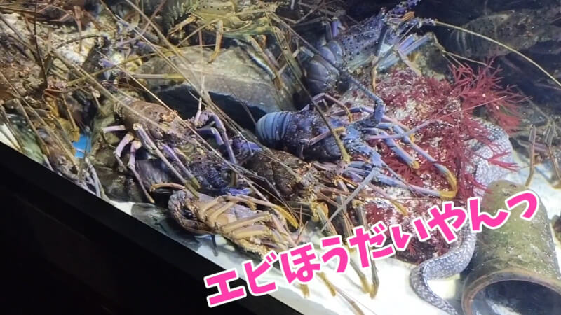 【家族旅行】鳥羽水族館を満喫♪スノードーム作りにも挑戦！【三重県におでかけ】　伊勢エビ