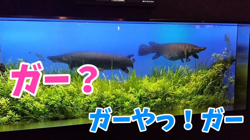 【家族旅行】鳥羽水族館を満喫♪スノードーム作りにも挑戦！【三重県におでかけ】古代の海 　アリゲーターガー