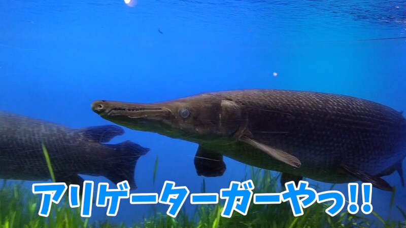 【家族旅行】鳥羽水族館を満喫♪スノードーム作りにも挑戦！【三重県におでかけ】古代の海 アリゲーターガー