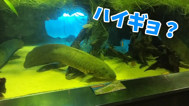 【家族旅行】鳥羽水族館を満喫♪スノードーム作りにも挑戦！【三重県におでかけ】古代の海　ハイギョ