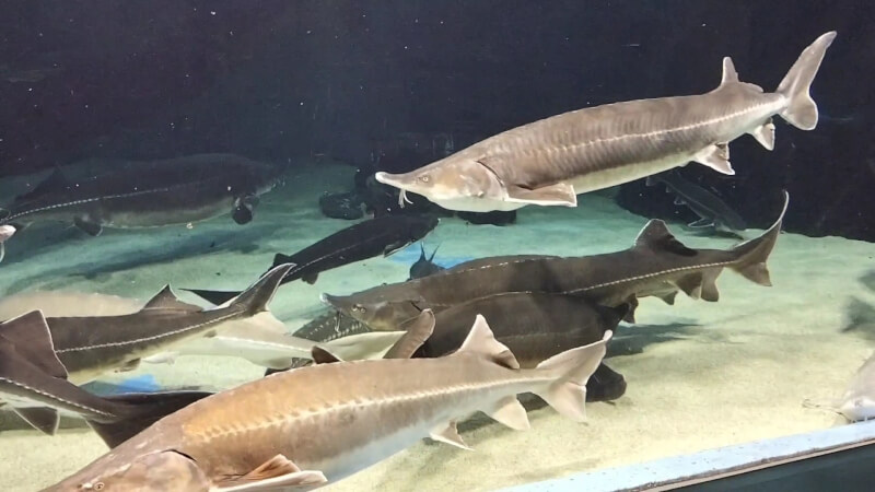 【家族旅行】鳥羽水族館を満喫♪スノードーム作りにも挑戦！【三重県におでかけ】古代の海　チョウザメ