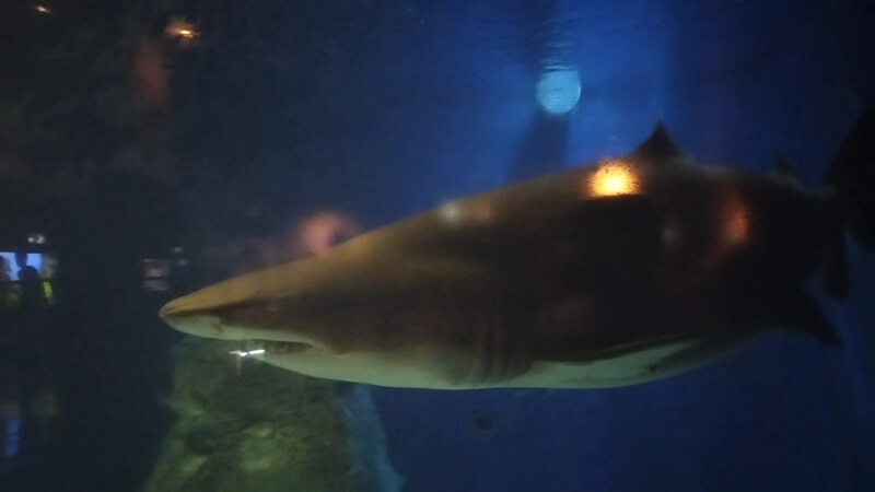 【家族旅行】鳥羽水族館を満喫♪スノードーム作りにも挑戦！【三重県におでかけ】古代の海　サメ