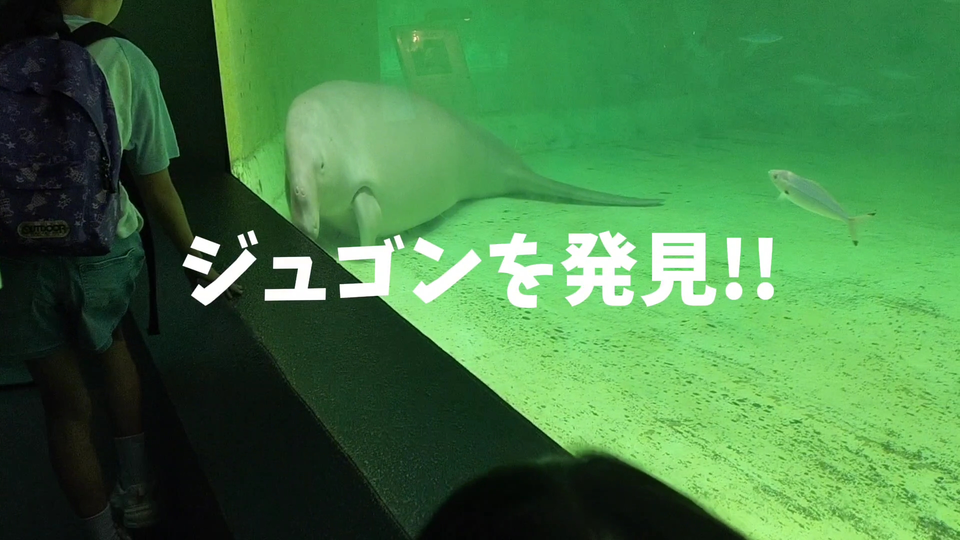 【家族旅行】鳥羽水族館を満喫♪スノードーム作りにも挑戦！【三重県におでかけ】　ジュゴン