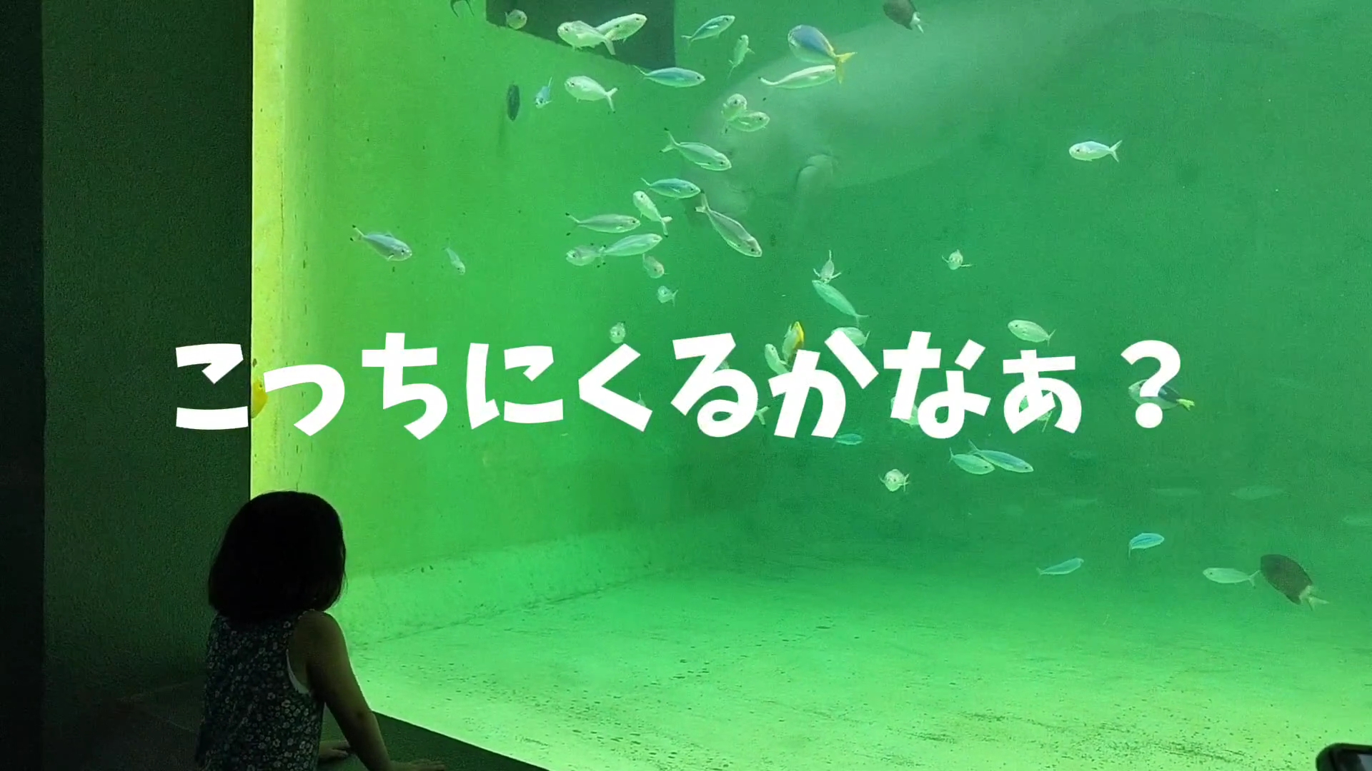 【家族旅行】鳥羽水族館を満喫♪スノードーム作りにも挑戦！【三重県におでかけ】　ジュゴン