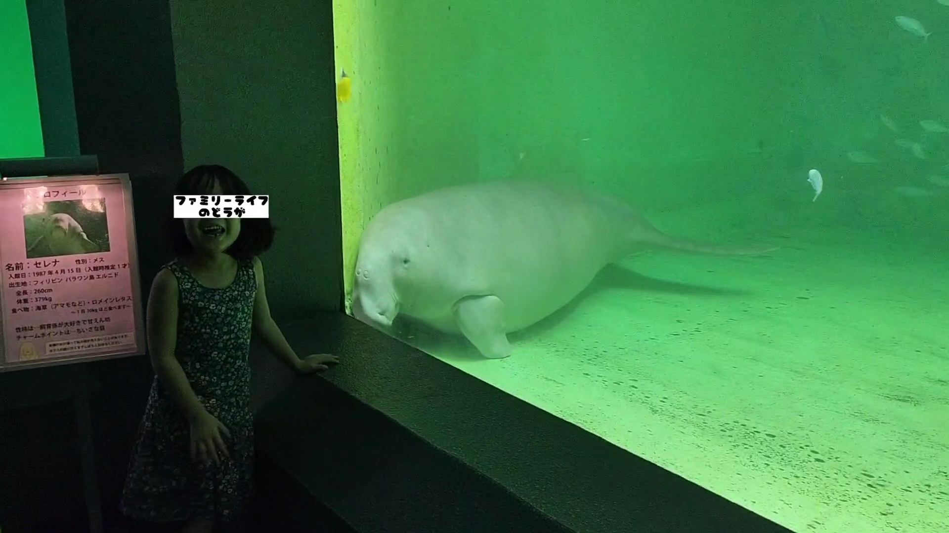 【家族旅行】鳥羽水族館を満喫♪スノードーム作りにも挑戦！【三重県におでかけ】　ジュゴン