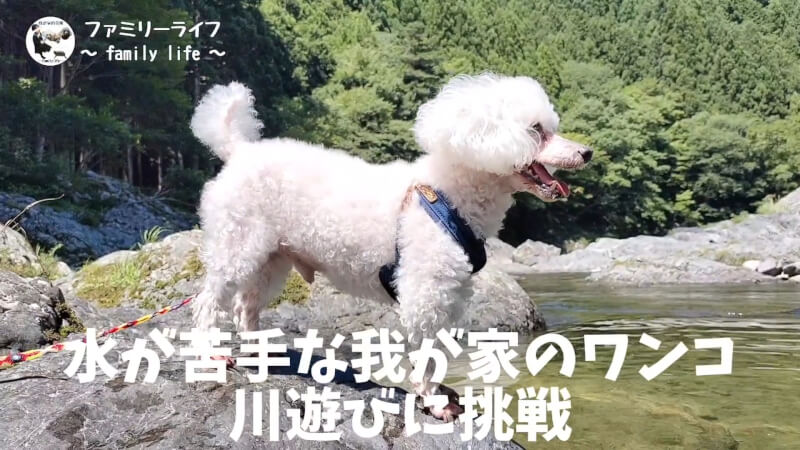 【天川村】西之谷ふれあいの森キャンプ場にワンちゃんを連れて川遊び♪【おでかけ】