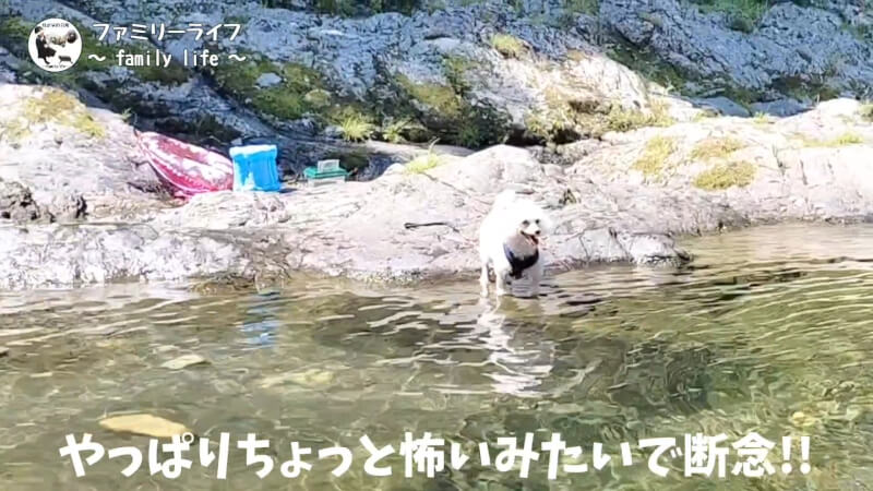 【天川村】西之谷ふれあいの森キャンプ場にワンちゃんを連れて川遊び♪【おでかけ】