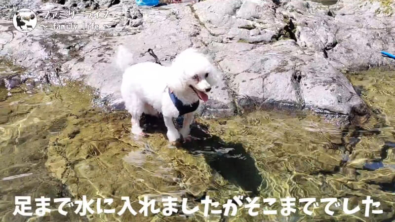 【天川村】西之谷ふれあいの森キャンプ場にワンちゃんを連れて川遊び♪【おでかけ】