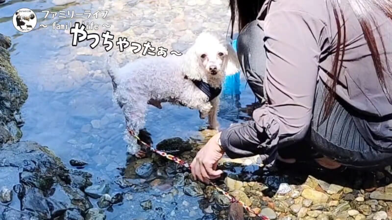 【天川村】西之谷ふれあいの森キャンプ場にワンちゃんを連れて川遊び♪【おでかけ】