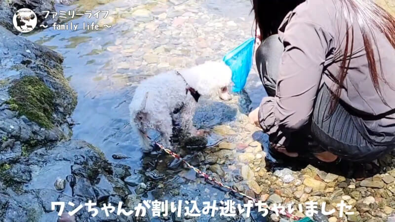 【天川村】西之谷ふれあいの森キャンプ場にワンちゃんを連れて川遊び♪【おでかけ】