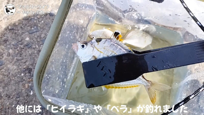 【家族旅行2日目】ドライブインダルマでレトロ自販機を体験♪【おでかけ】車を横付けできる釣り場の前島埠頭