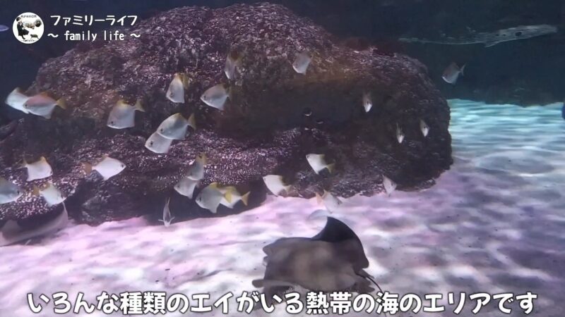 【家族旅行】レゴと水族館が一緒に楽しめる「シーライフ名古屋」に行ってきたよ♪【名古屋】