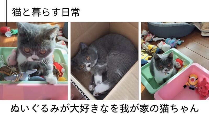 ぬいぐるみが大好きな我が家の猫ちゃん【ブリティッシュショートヘア】