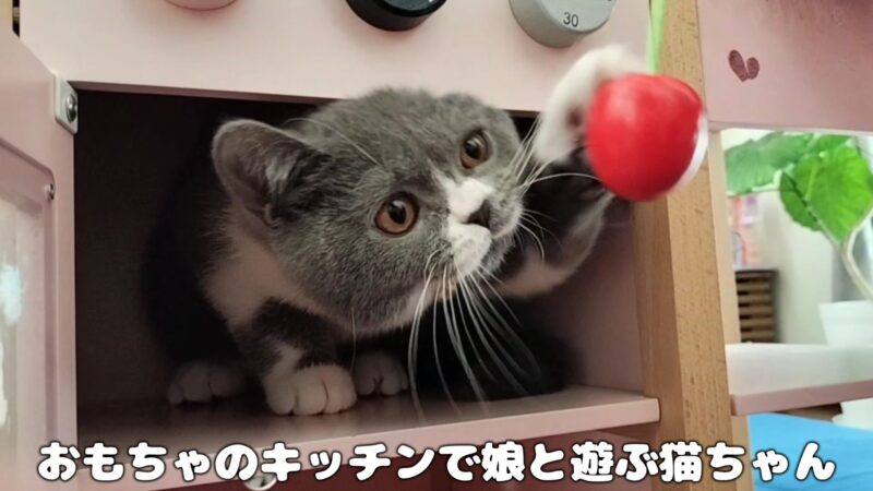 【ブリティッシュショートヘア】おもちゃのキッチンで遊ぶ猫ちゃん【犬と猫と暮らす日常】