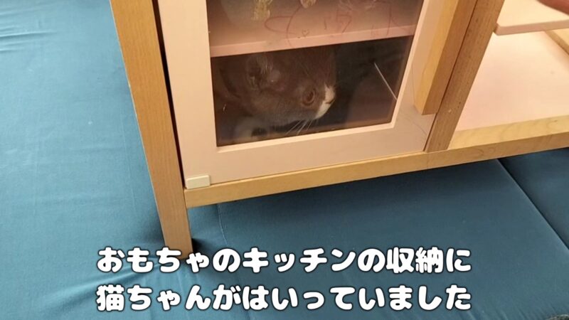 【ブリティッシュショートヘア】おもちゃのキッチンで遊ぶ猫ちゃん【犬と猫と暮らす日常】