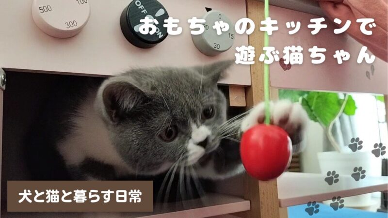【ブリティッシュショートヘア】おもちゃのキッチンで遊ぶ猫ちゃん【犬と猫と暮らす日常】