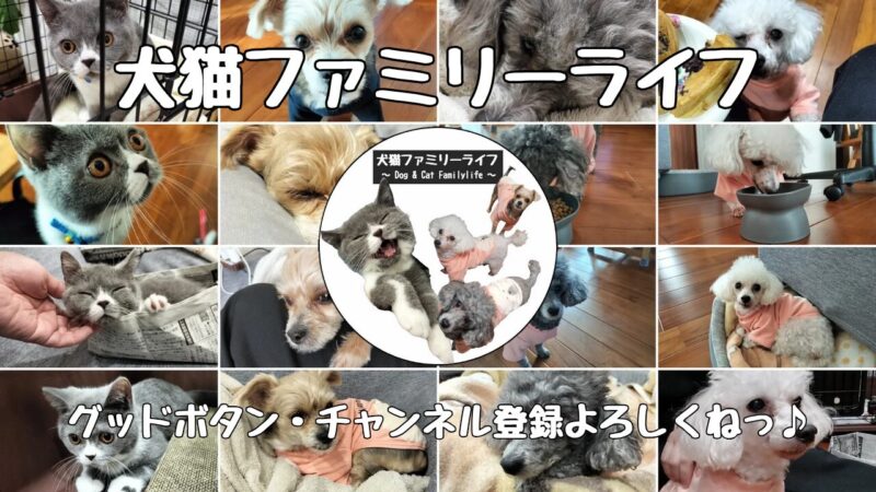 【犬と猫と暮らす日常】我が家の可愛いワンちゃん&ネコちゃん【犬猫ファミリーライフ】