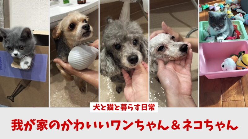 【犬と猫と暮らす日常】我が家の可愛いワンちゃん&ネコちゃん【犬猫ファミリーライフ】