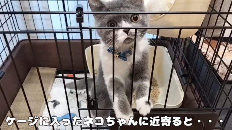 仲良しワンちゃんとネコちゃん♪目の汚れを掃除してあげました♪【犬と猫と暮らす日常】