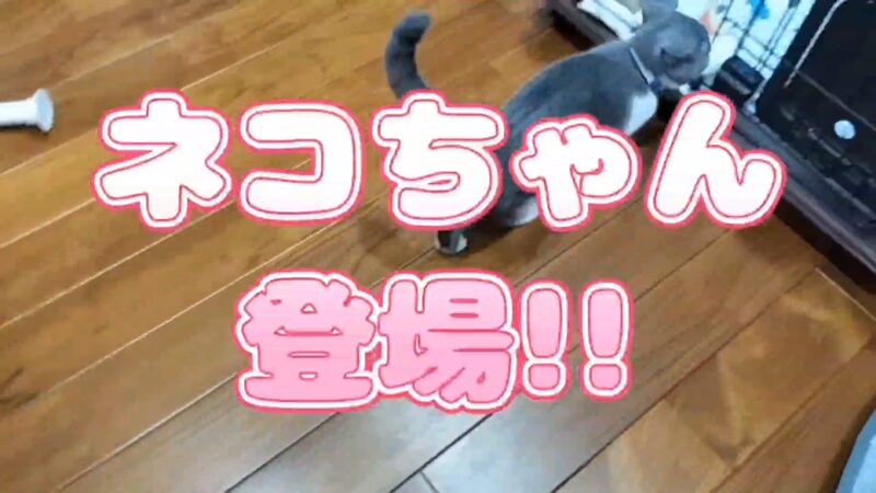 仲良しワンちゃんとネコちゃん♪目の汚れを掃除してあげました♪【犬と猫と暮らす日常】