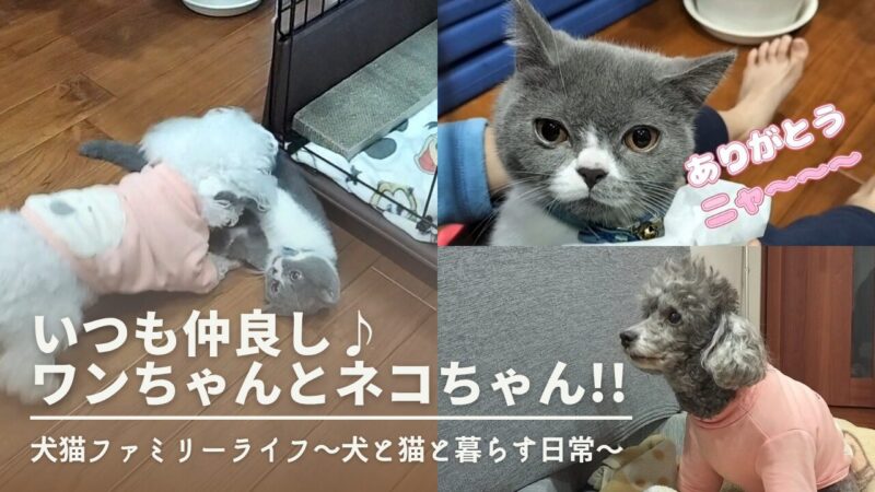 仲良しワンちゃんとネコちゃん♪目の汚れを掃除してあげました♪【犬と猫と暮らす日常】