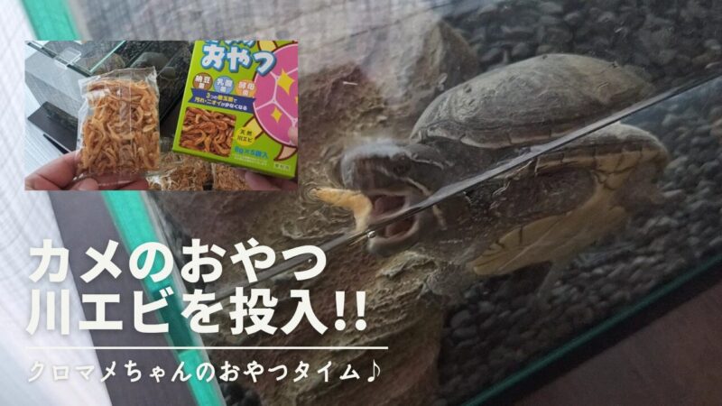 【ミシシッピニオイガメ】カメの大好物！エビを買ってあげました♪【コメット カメのおやつ】