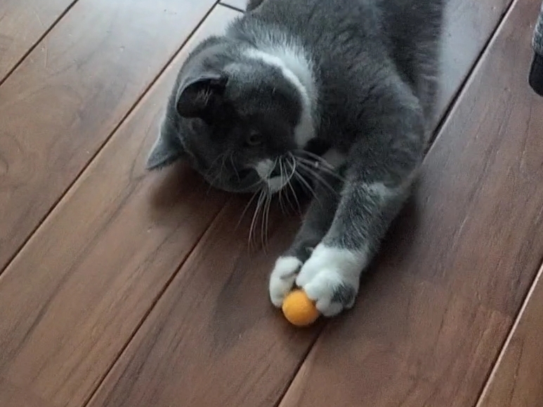 【猫のおもちゃ】猫と一緒に遊べる「キャットガン」を購入♪