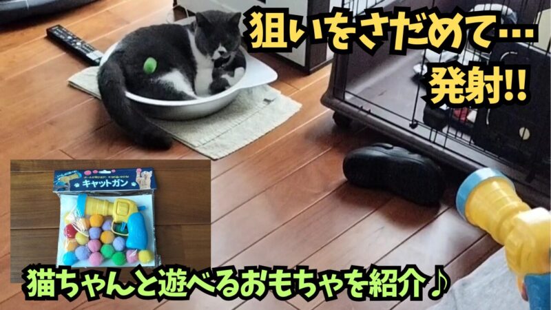 【猫のおもちゃ】猫と一緒に遊べる「キャットガン」を購入♪