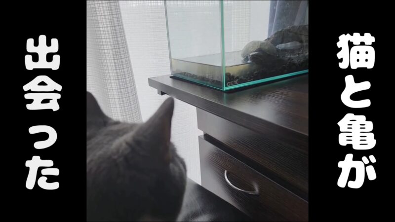 【出会い】猫ちゃんと亀ちゃんがついにご対面♪【ブリティッシュショートヘアとミシシッピニオイガメ】