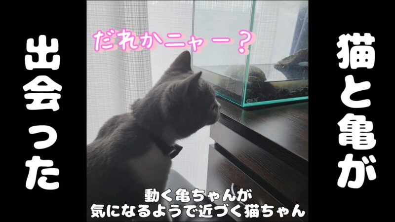 【出会い】猫ちゃんと亀ちゃんがついにご対面♪【ブリティッシュショートヘアとミシシッピニオイガメ】