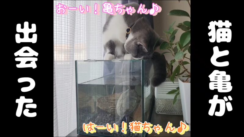 【出会い】猫ちゃんと亀ちゃんがついにご対面♪【ブリティッシュショートヘアとミシシッピニオイガメ】