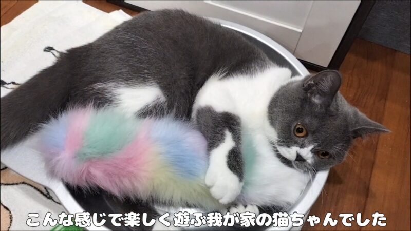 【渡さないニャン！】新しいおもちゃで激しく遊ぶ我が家の猫ちゃん【ブリティッシュショートヘア】