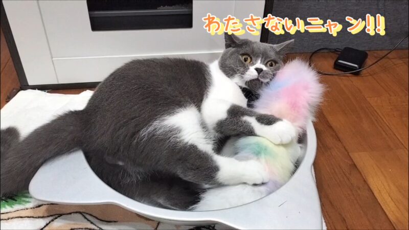 【渡さないニャン！】新しいおもちゃで激しく遊ぶ我が家の猫ちゃん【ブリティッシュショートヘア】