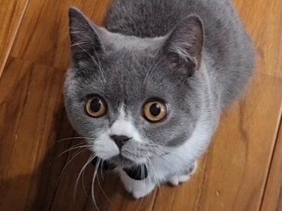 バネの付いたボールが揺れる！爪研ぎもできる猫ちゃんのおもちゃ【バネボール】