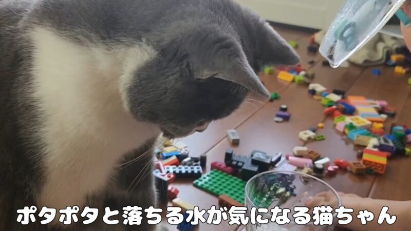氷を初めて見る猫ちゃんのリアクションが可愛い【ブリティッシュショートヘア】