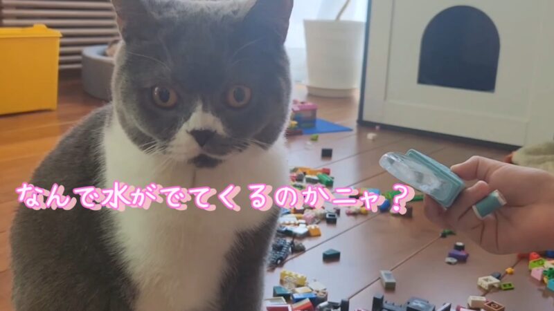 氷を初めて見る猫ちゃんのリアクションが可愛い【ブリティッシュショートヘア】