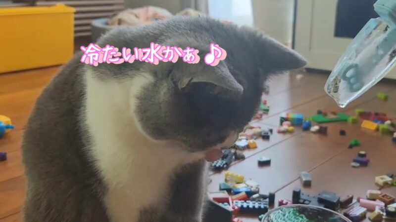氷を初めて見る猫ちゃんのリアクションが可愛い【ブリティッシュショートヘア】